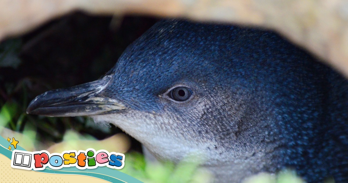Surat dari pembaca: Cinta penguin, petualangan di Shenzhen, dan belajar tentang emosi
